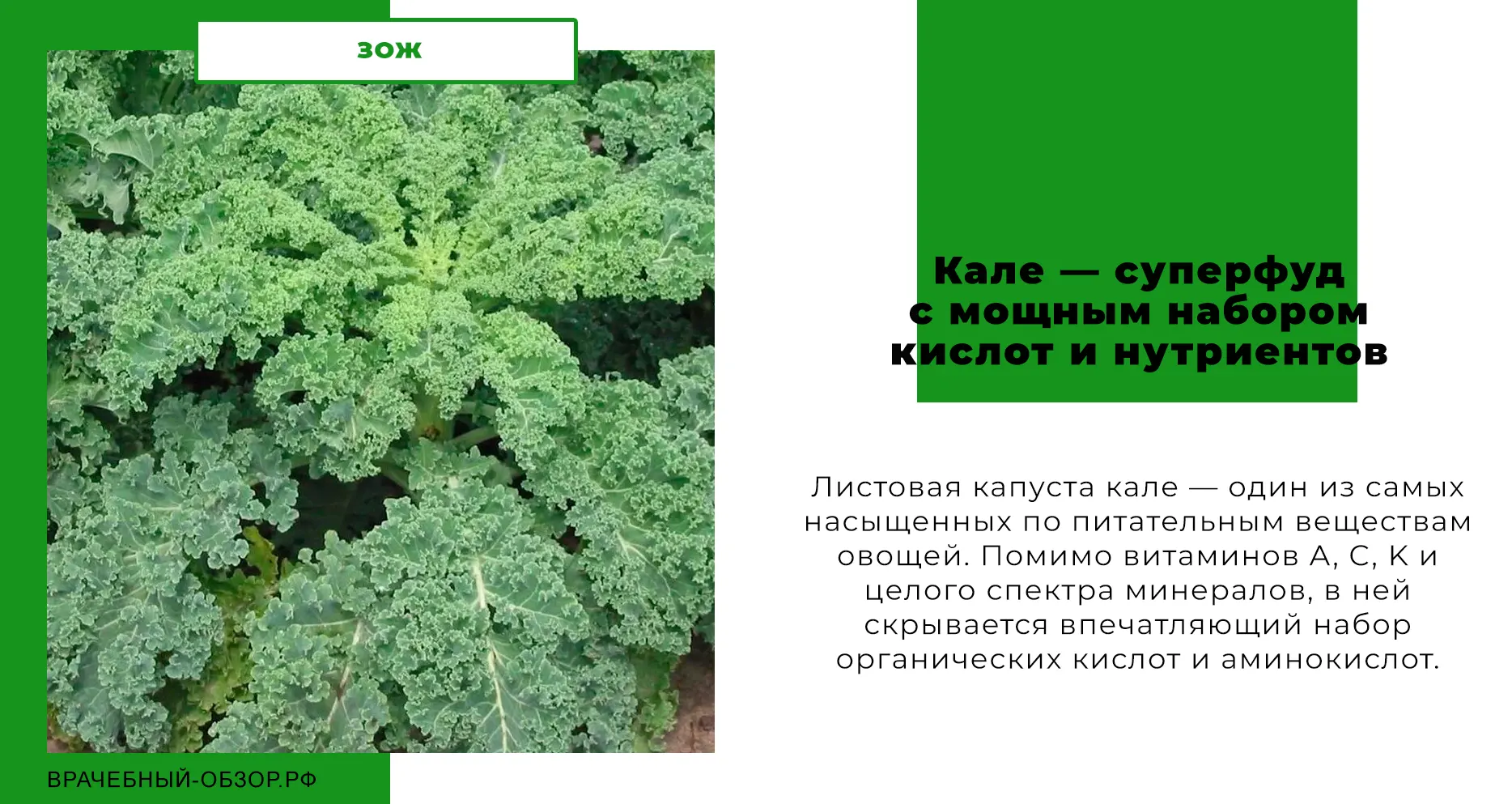 Кале (листовая капуста): суперфуд с богатым спектром кислот и нутриентов
